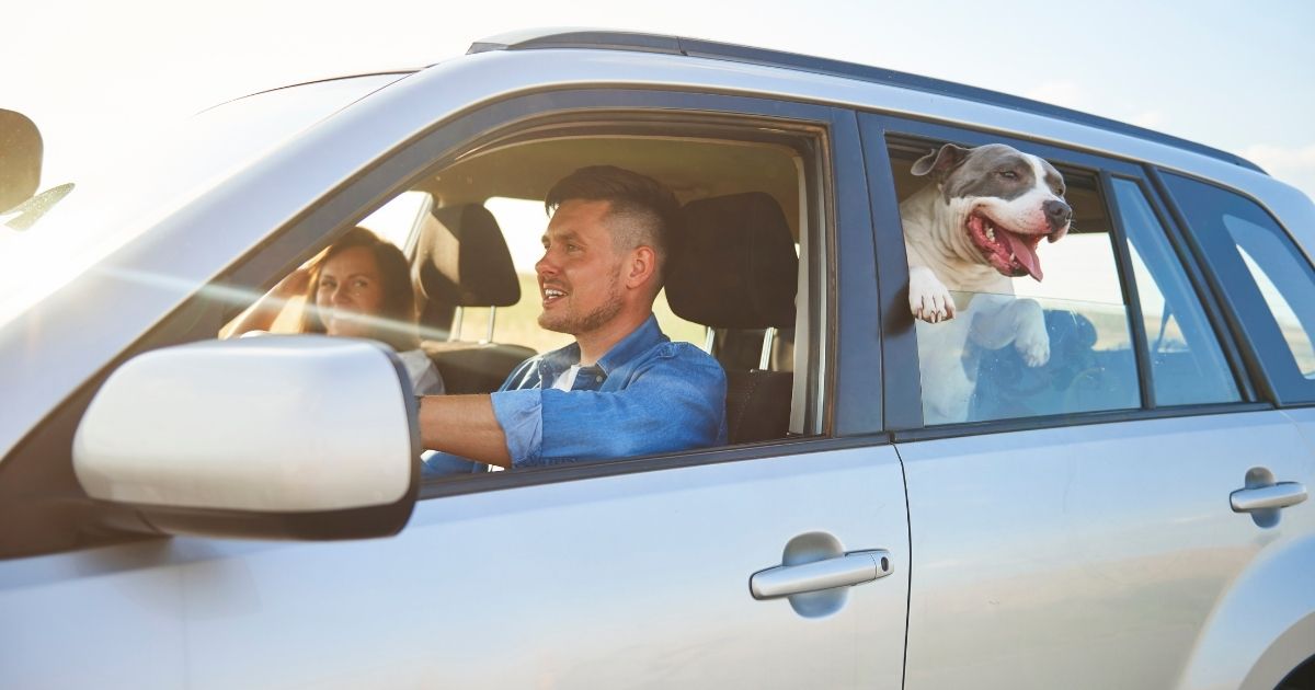 Flores Mendez Law: Our Skilled Las Cruces Car Accident Lawyers Protect Client Rights After Pet-Related Crashes